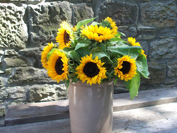 sunflowers